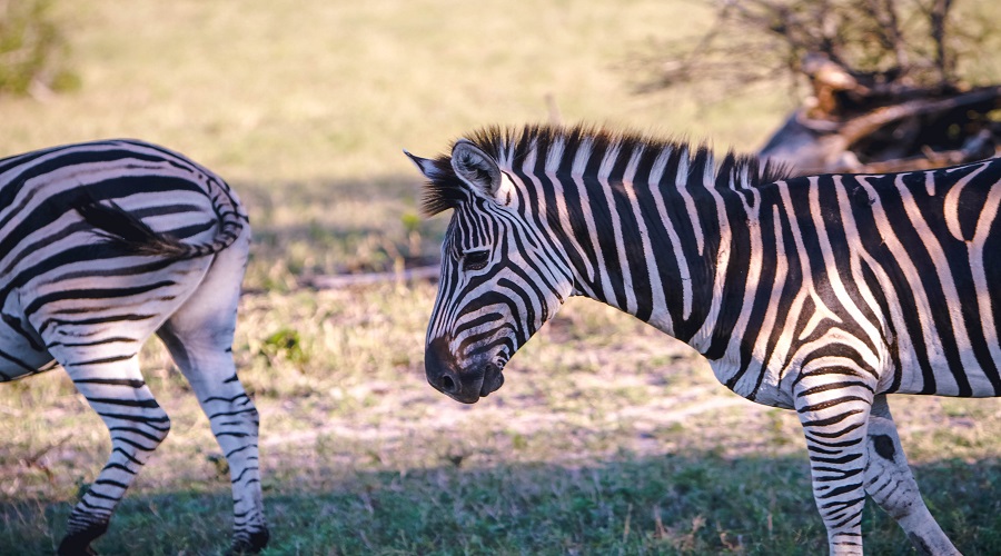 Amazing Tanzania Safari Adventures for All Travelers